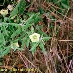 Physalis viscosa Habitus