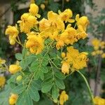 Senna bicapsularisFlor