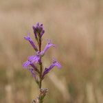 Lobelia urens Lorea