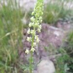 Reseda luteaFlower