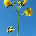 Leontodon hispidus Flower