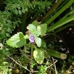 Stemodia verticillata Blatt