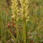 Platanthera hyperborea Habitus