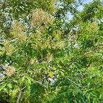 Fraxinus griffithii Flower