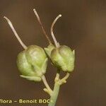 Acanthorrhinum ramosissimum Frukt