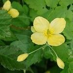 Chelidonium majusBlomma