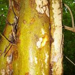 Colubrina elliptica Casca
