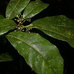 Dendropanax querceti പുഷ്പം