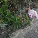 Eupatorium cannabinumFlor