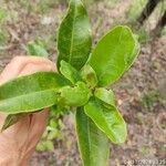 Pera glabrata List