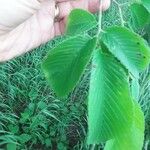 Ulmus rubra Leaf