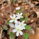 Anemonella thalictroides Blomst