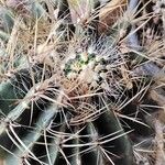 Ferocactus pilosus Ліст