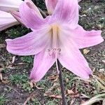 Amaryllis belladonnaBloem