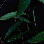 Philodendron surinamense Leaf
