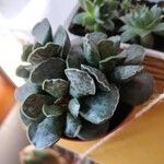 Adromischus cooperi Yaprak