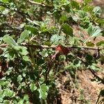 Ribes roezlii Flower