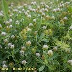 Trifolium squamosum Habitat