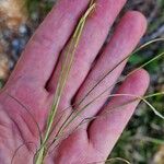 Carex alba Écorce