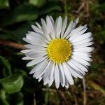 Bellis perennisÇiçek