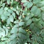Lonicera morrowii Лист