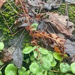 Umbilicus rupestris Plod