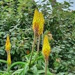 Aloe striatula ফুল