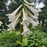 Cardiocrinum giganteum Květ