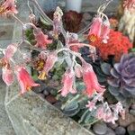 Cotyledon orbiculata Flower