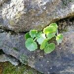 Umbilicus rupestris Leaf