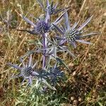 Eryngium amethystinum Агульны выгляд