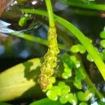 Potamogeton polygonifolius Fula