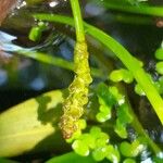 Potamogeton polygonifolius Flower