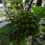 Ixora comptonii Fruit