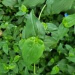 Commelina communis Blad