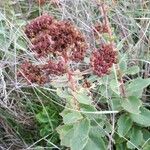 Sedum telephium Blomma