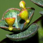 Kalanchoe daigremontiana Лист