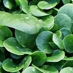 Valeriana locusta Leaf