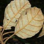Clethra consimilis Levél