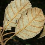 Clethra consimilis Hoja