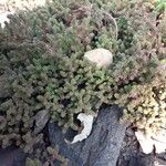 Sedum moranense Habit