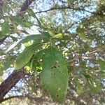 Quercus virginiana Φύλλο