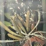 Cattleya walkeriana Лист