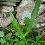 Lactuca canadensis Листок