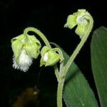Kohleria tigridia Fruit