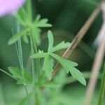 Malva alcea ᱥᱟᱠᱟᱢ