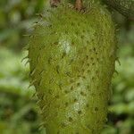 Annona muricata Fruit