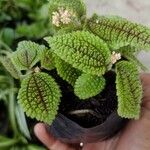 Pilea involucrata Ліст