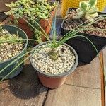 Albuca humilis Leaf