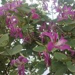 Bauhinia purpureaപുഷ്പം